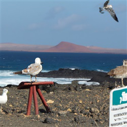 De beste plekken om te vogelspotten op Lanzarote