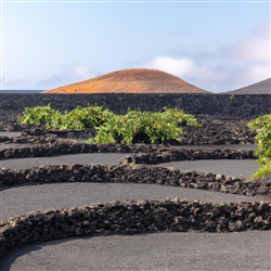 Ontdek de mooiste wijngaarden van Lanzarote en proef de lokale wijnen