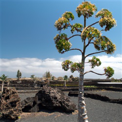 Ontdek de unieke flora en fauna van Lanzarote