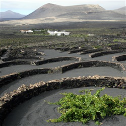 Ontdek de Wijnparels van Lanzarote: Een Tour langs de Wijngaarden van La Geria